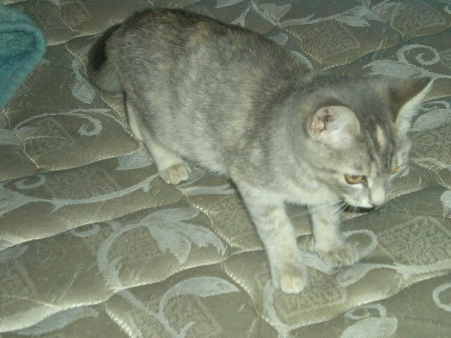 newkitten006.jpg