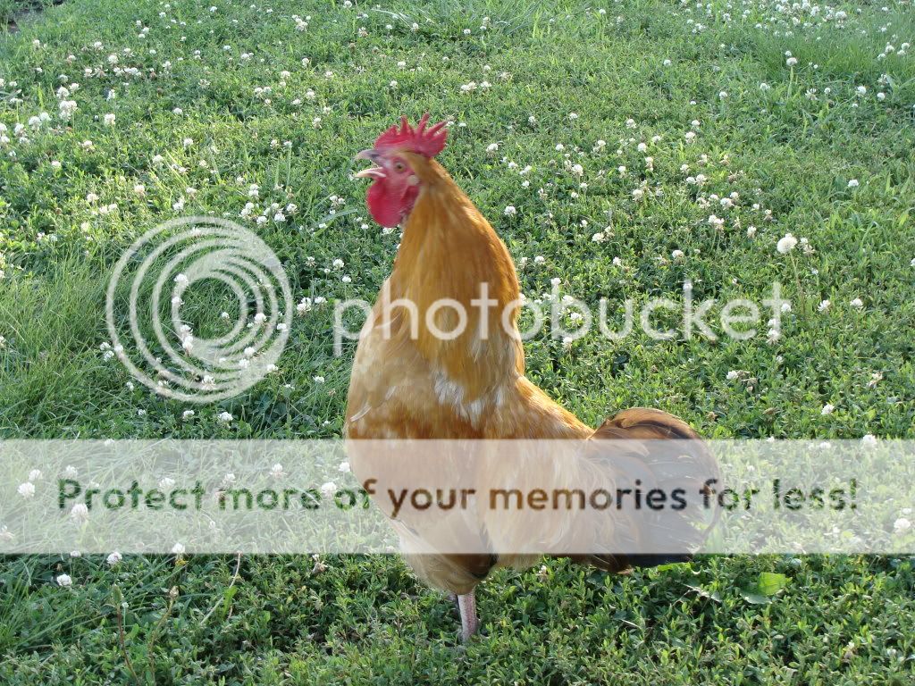 ChickPicks1886.jpg