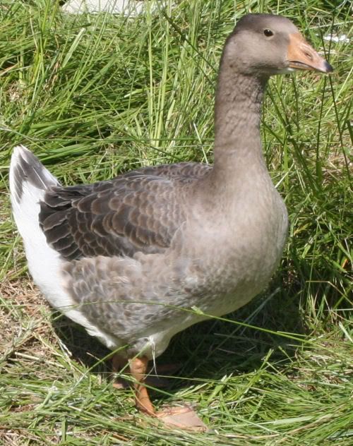goose2-1.jpg