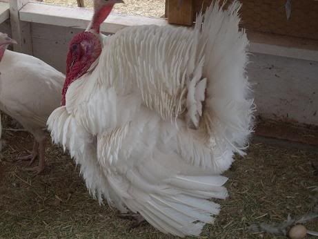 turkeypictures001.jpg