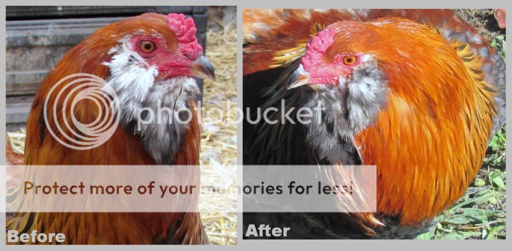 claudebeforeafter.jpg