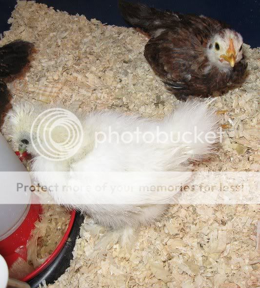 silkie2.jpg