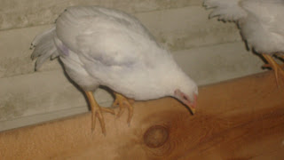 S6306807.JPG