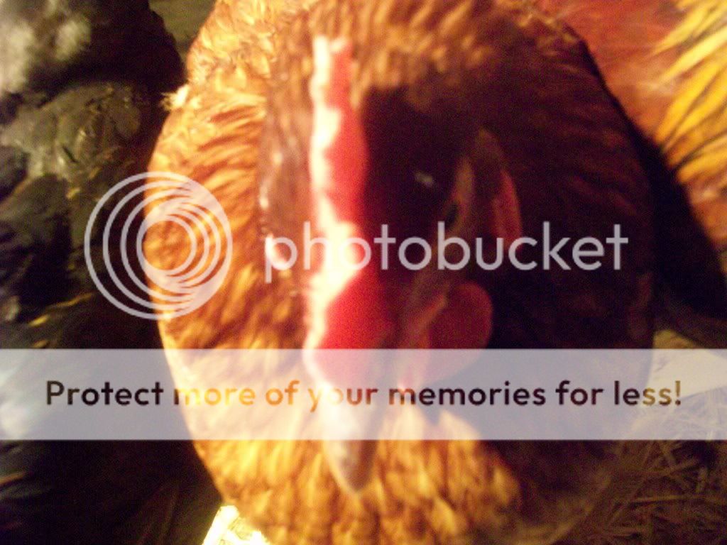 chickenpics049.jpg