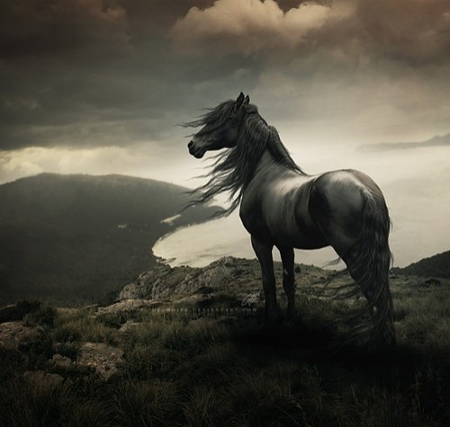 animal-clouds-hdr-horse-majestic-photo-Favim.com-39116.jpg