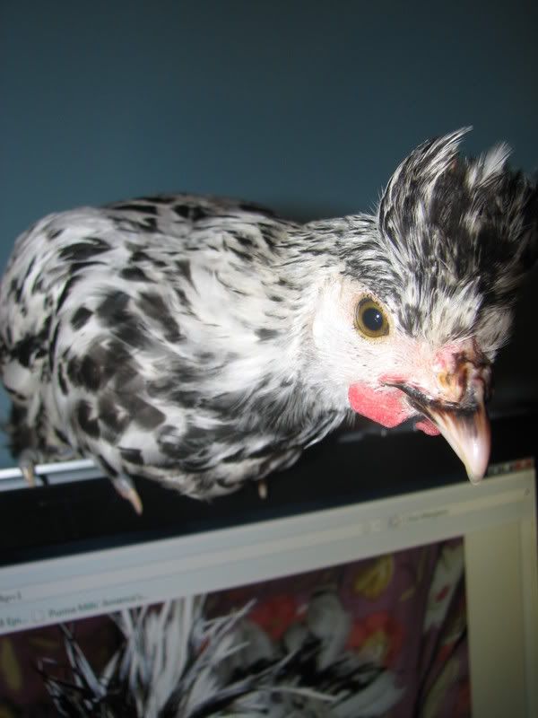 spitz013.jpg