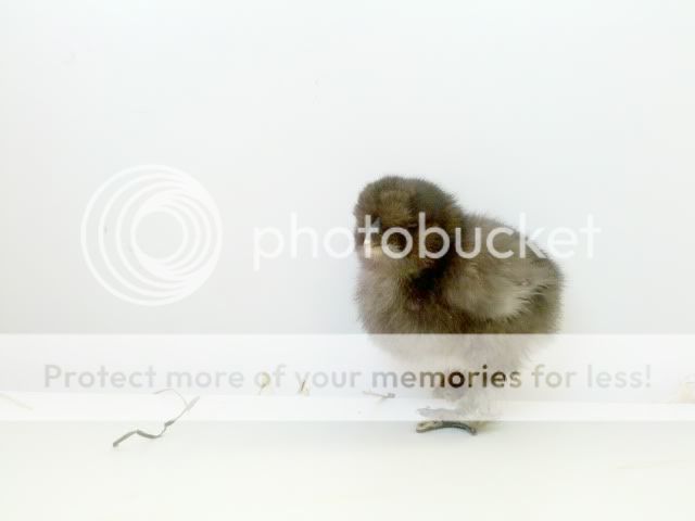 2011-05-25_17-16-02_159.jpg