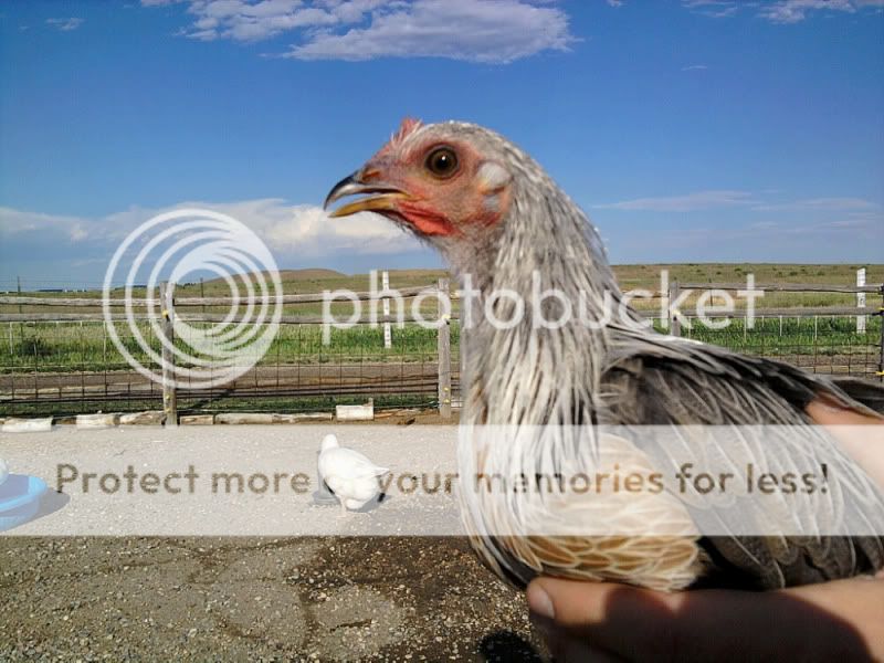 phoenix1.jpg