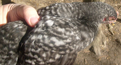 S6306460.JPG