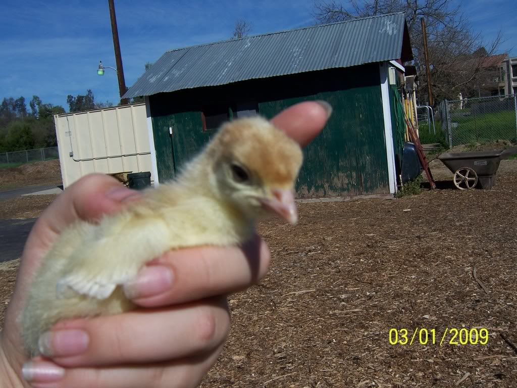 missiechickenpicsDONOTDELETE021.jpg