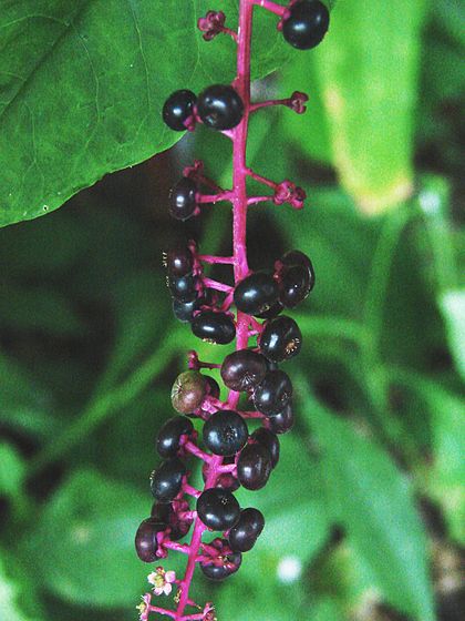 420px-Pokeweed1.jpg