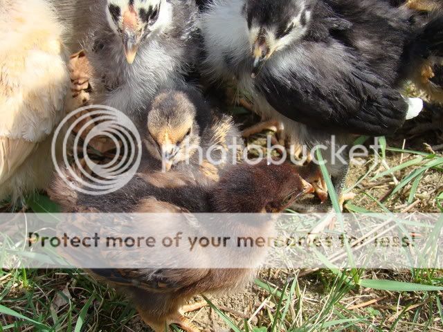 chickens211.jpg