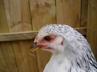 Hens024.jpg