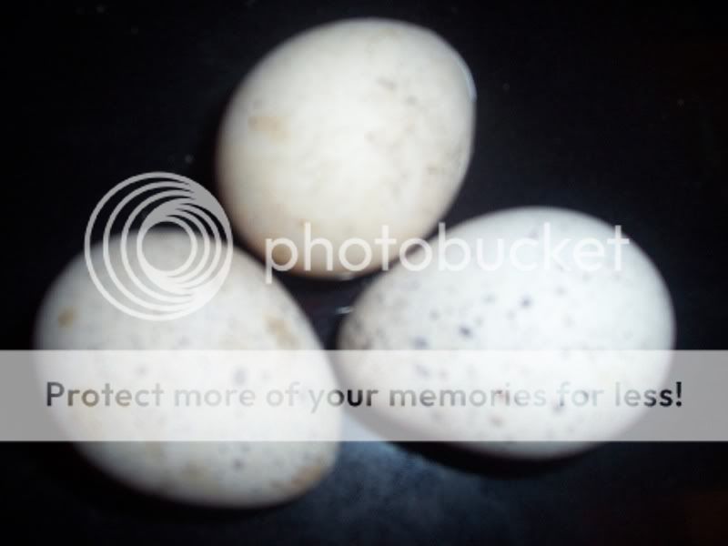 100_5996.jpg