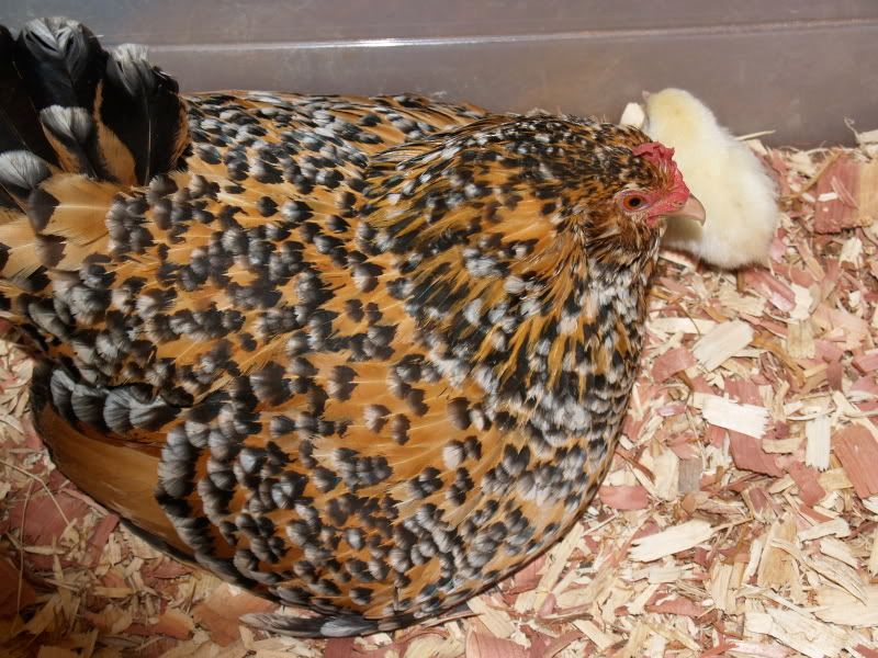 samandchicks011.jpg