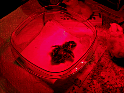 HappyFeet-ICU.gif