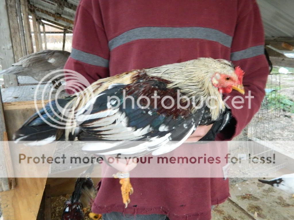 chickens370.jpg
