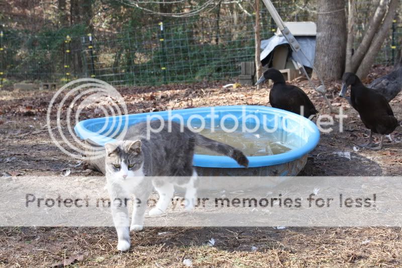 ducks12dec016.jpg