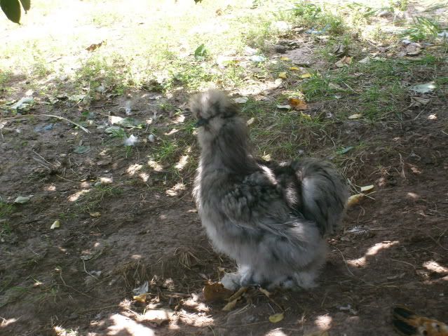 chickensandbroody018.jpg