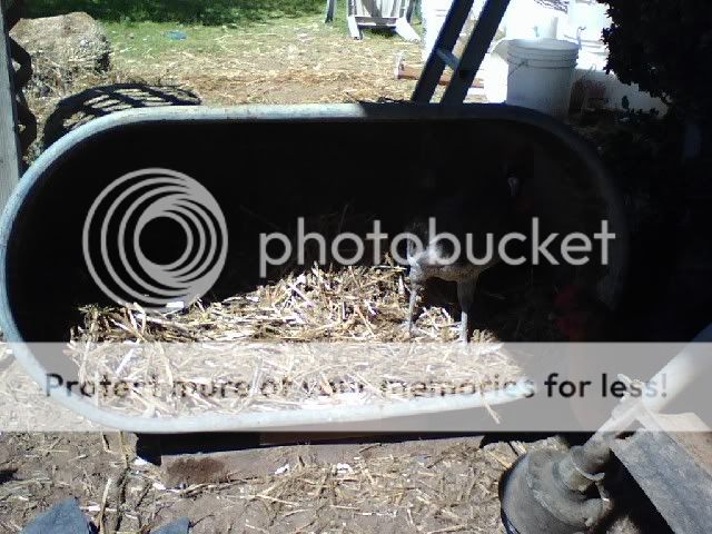 Troughnest2.jpg