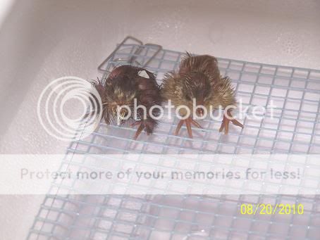 100_5772.jpg