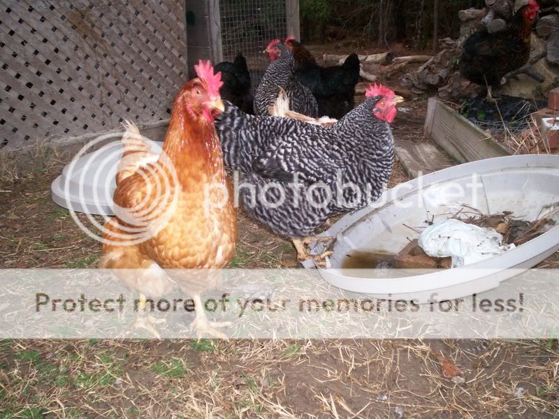 ValentinesDaypictures003.jpg