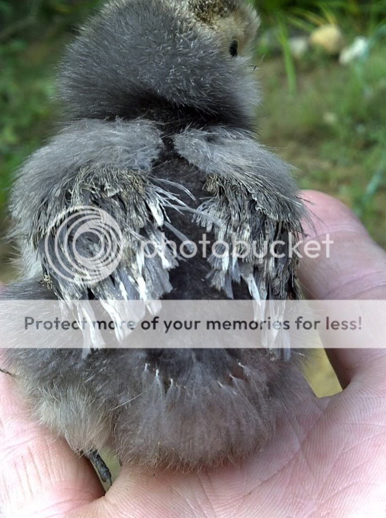 silkiechick2.jpg