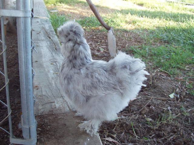 Chickens122.jpg