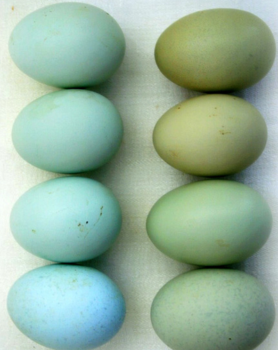 eggs2.jpg