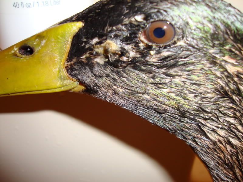 eye1.jpg