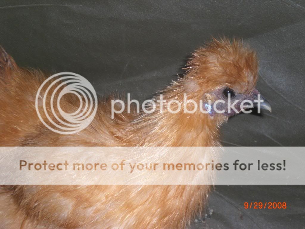 chickens019.jpg