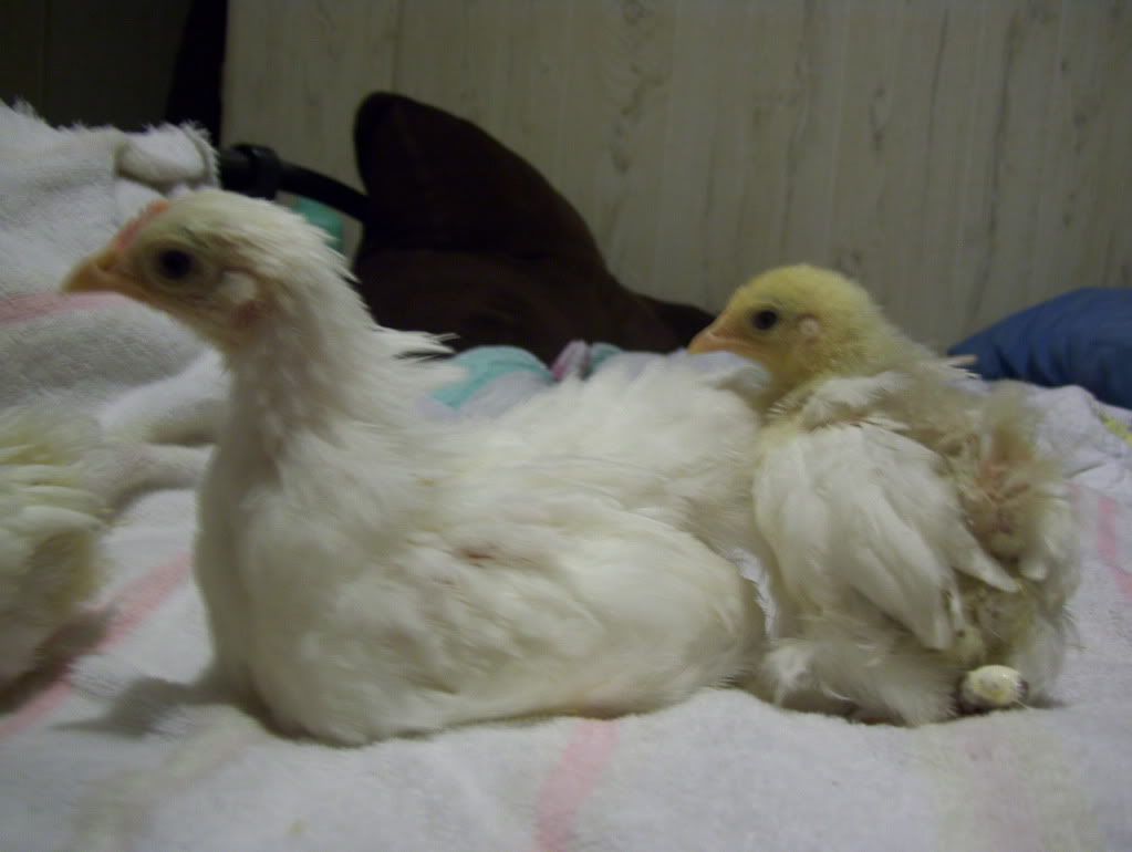 cochins001.jpg