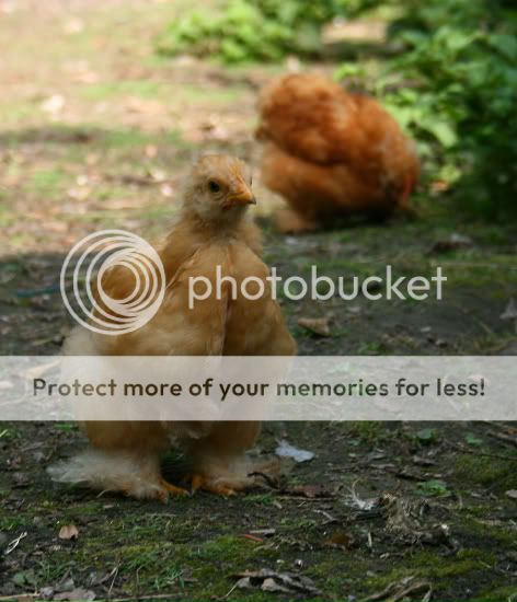 IMG_7671-border.jpg