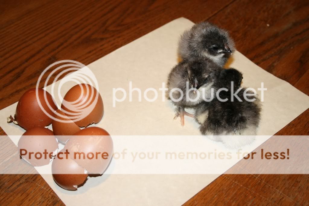 IMG_21591024x683.jpg