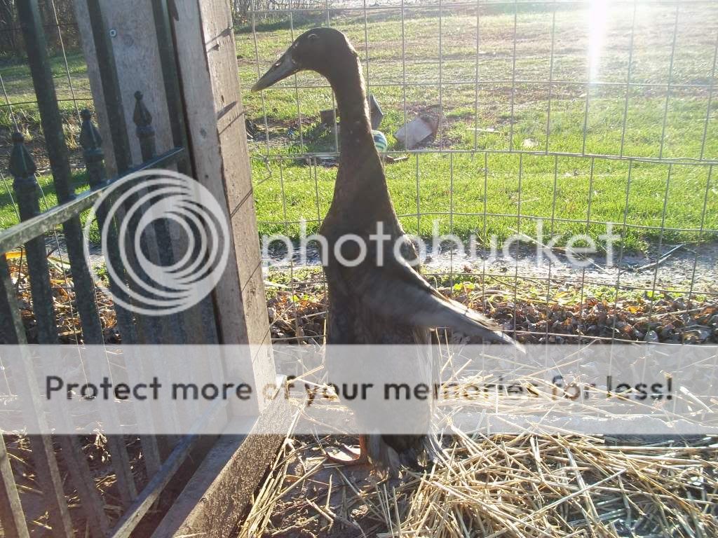 birdpictures054.jpg