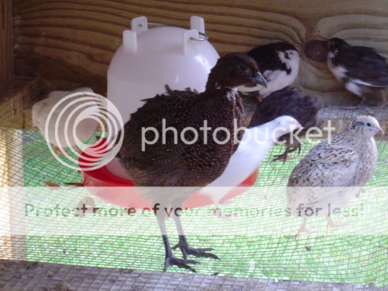 Summer2009015.jpg