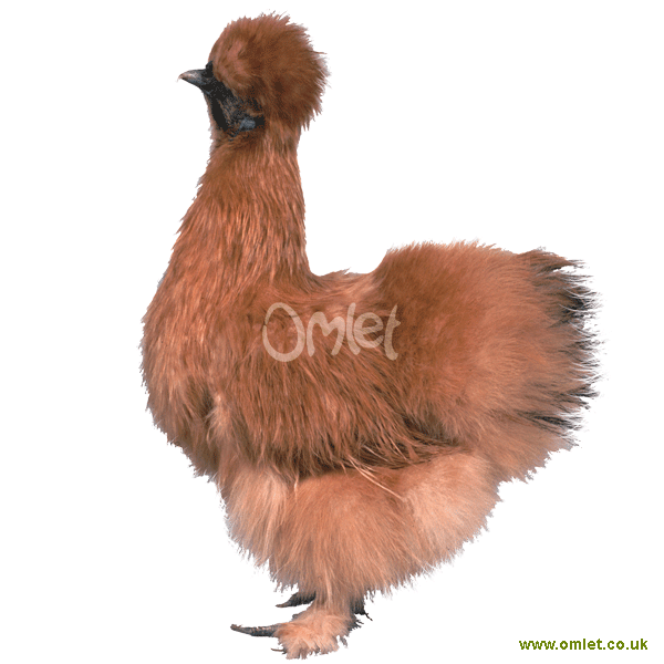 silkie_gold_f_600.gif