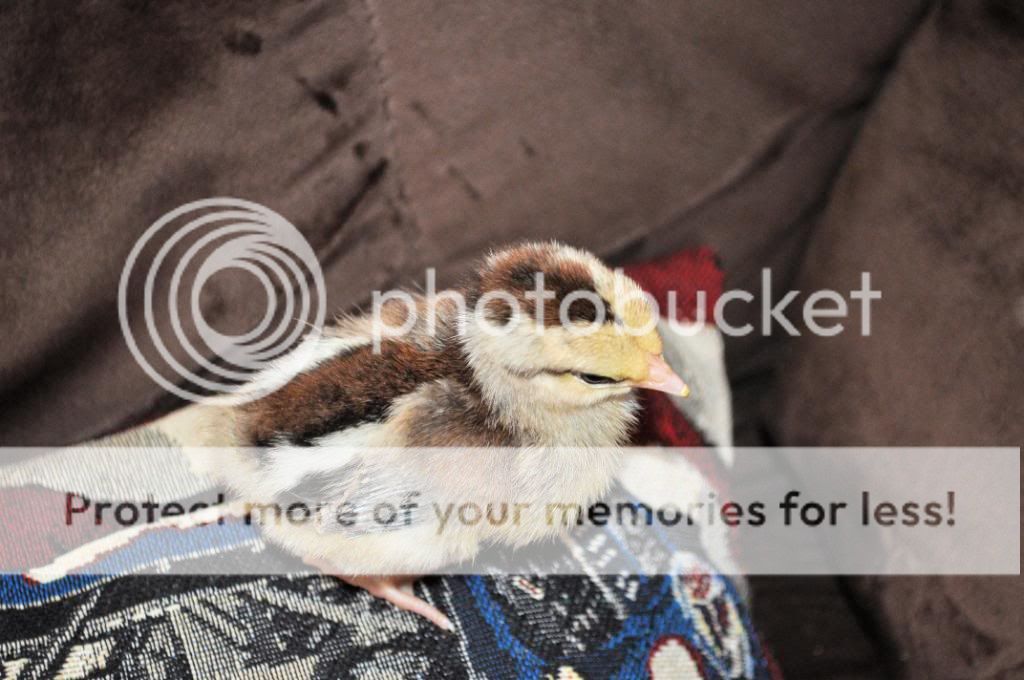 speckledsussex.jpg