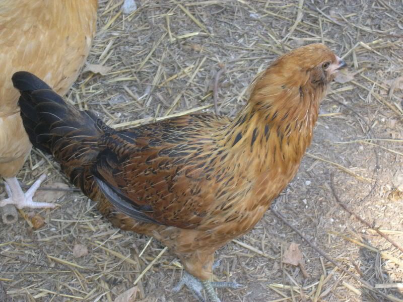 AmeracaunaHen07June.jpg