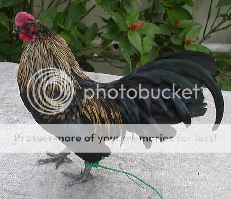 chickens008-5.jpg