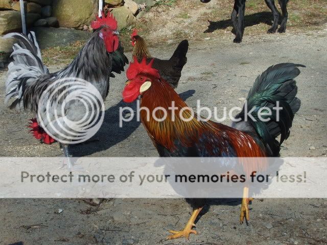 Chickens11-23-08049-1.jpg