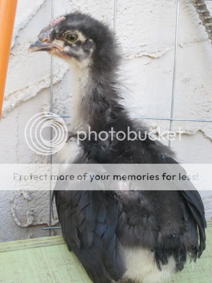 FBCM-Cockerel-5-weeks.jpg