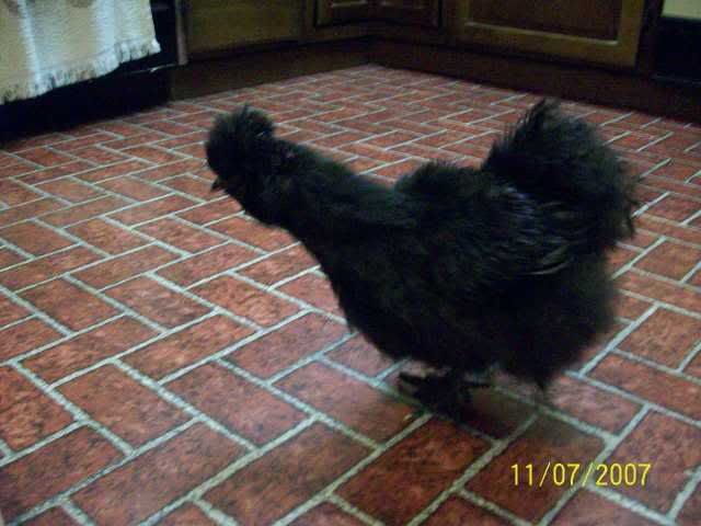 mysilkiefrisky030.jpg