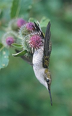RTHUBurdock01.jpg