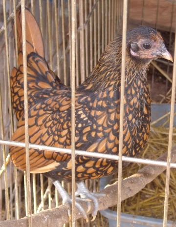 sebrightpullet2.jpg