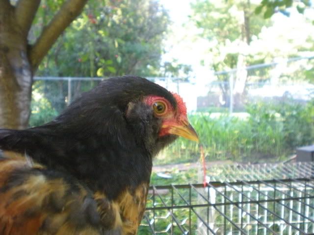 DSCN0646.jpg