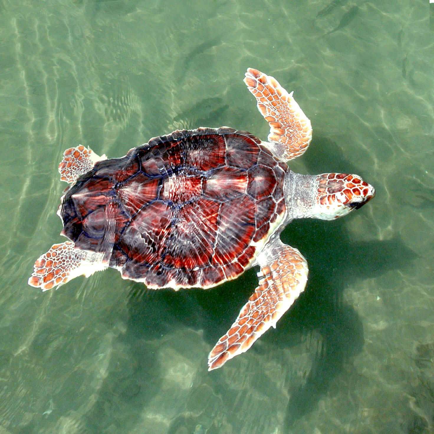 Loggerhead_Sea_turtle-1.jpg
