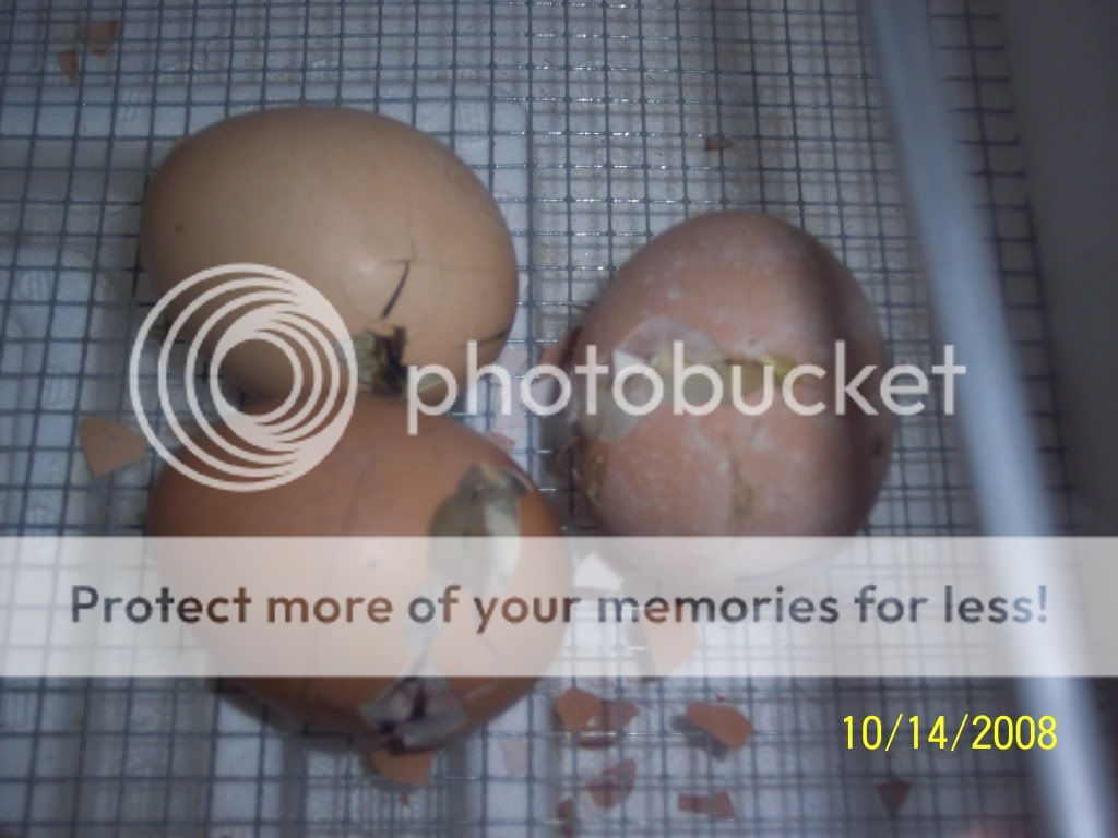 100_2821.jpg