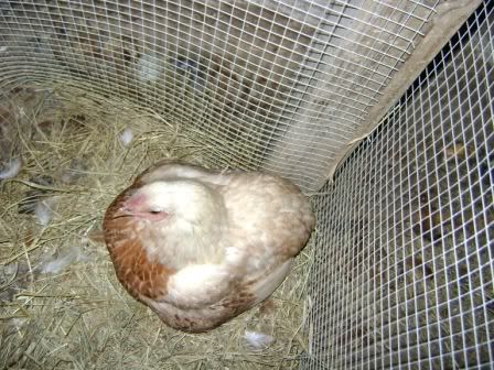 mamaduckhen2.jpg