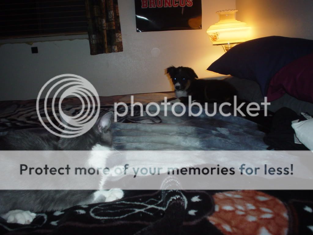 puppypics027.jpg